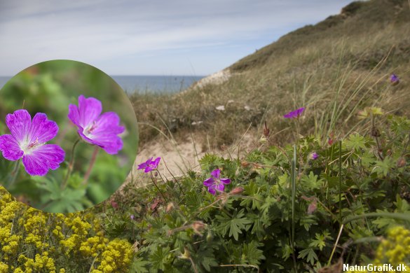 Bulbjergs sommerflora