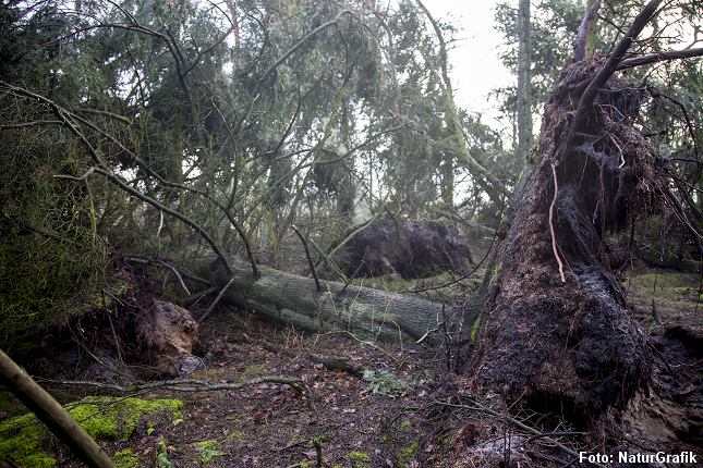 Ædelgraner væltet i storm. I urørte skove plantes ikke nye træer.