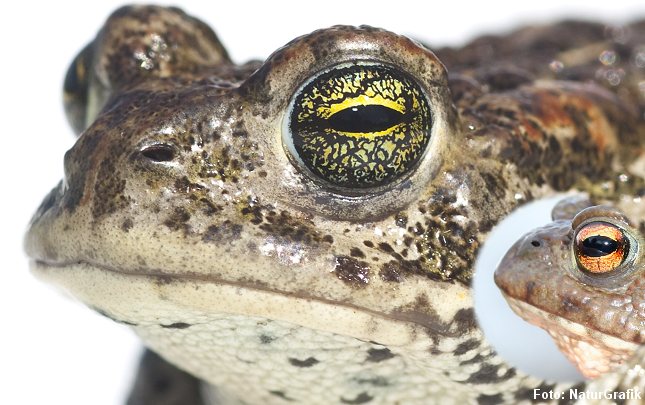 Strandtudsen har gulgrønne øjne, hvor skrubtudsen (t.h) har orangerøde øjne.