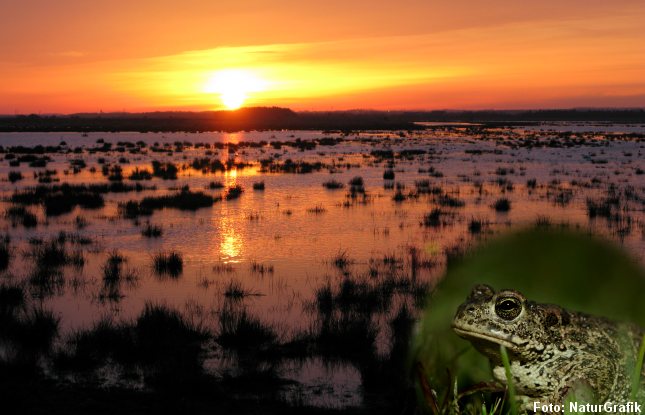 Strandtudsen bliver aktiv når mørket falder på. Den foretrækker lysåbne, solbeskinnede søer og vådområder med lav vanddybde.