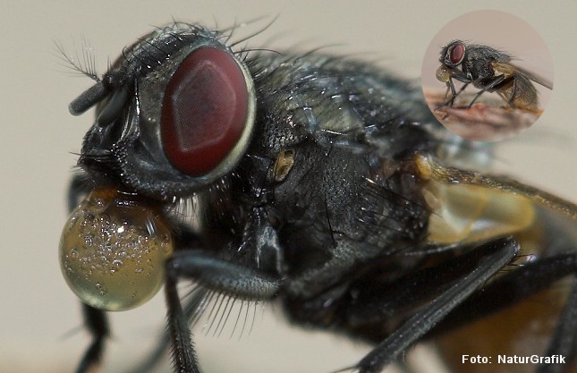 Den almindelige stueflue (Musca domestica) gyder en særlig spyt ud over sin mad, der opløser maden og gør den flydende. Derved kan fluen suge føden op.