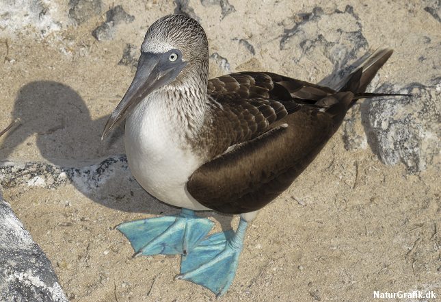 Antallet af havfugle i verden er faldet drastisk. Her en blåfodet sule.