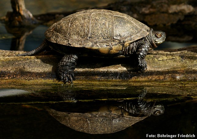 Europæisk sumpskildpadde. Foto: Böhringer Friedrich.