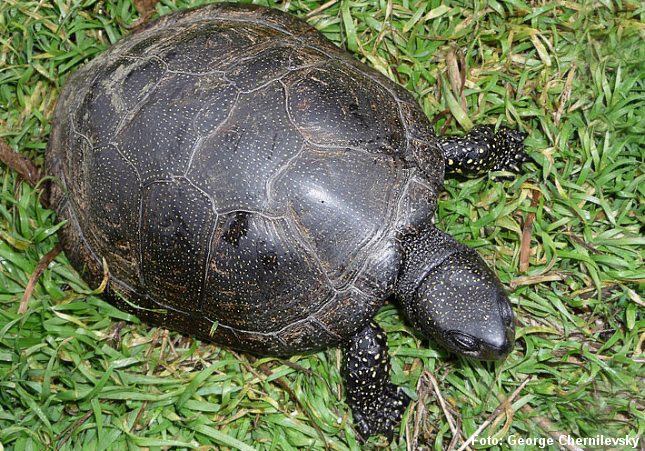 Europæisk sumpskildpadde - set fra oven. Foto: George Chernilevsky.