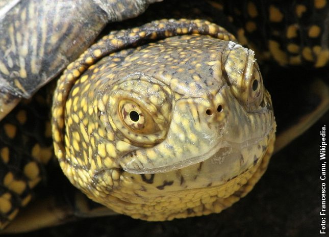 Portræt af europæisk sumpskildpadde. Foto: Francesco Canu.