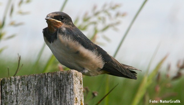 Flyvefærdig svaleunge. Til efteråret går turen til det sydlige Afrika.
