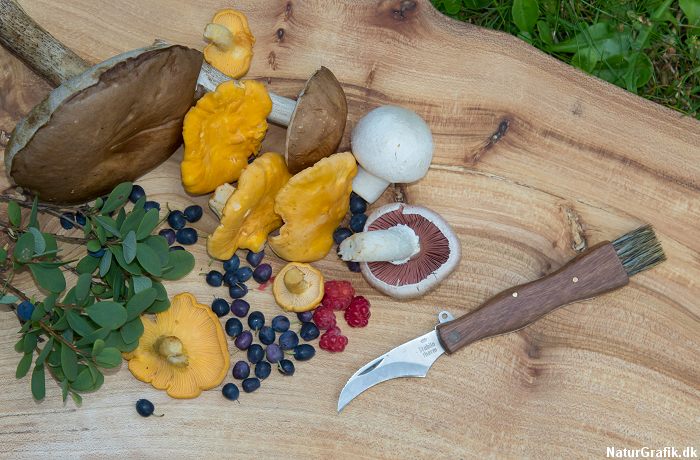 Find den rigtige svampekniv 