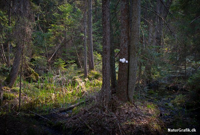 De hvide, iøjnefaldende frugtlegemer på stammen afslører svampedyret.