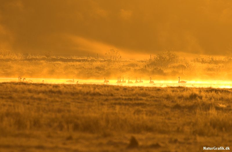 Svanelys. En flok knopsvaner og sangsvaner badet i tidlig morgenlys.
