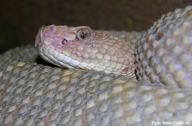 Klapperslange. 