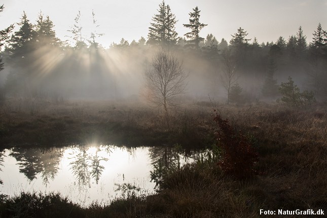Forårsmorgener med tåge og dis skaber spændende stemninger.