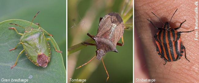 Tæger hører til insekterne og er generelt helt ufarlige for mennesker.