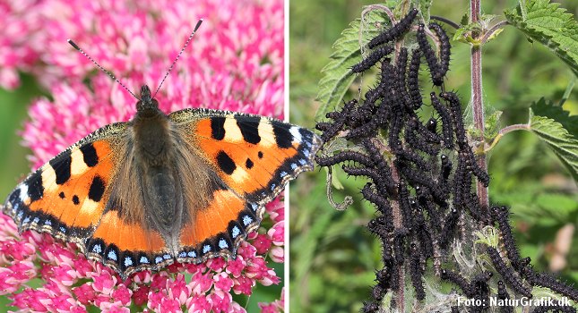 Larverne af Nældens Takvinge er helt afhængige af, at moder-sommerfuglen lægger æggene på den rigtige plante. Larverne kan nemlig kun leve på brændenælde (Stor Nælde).
