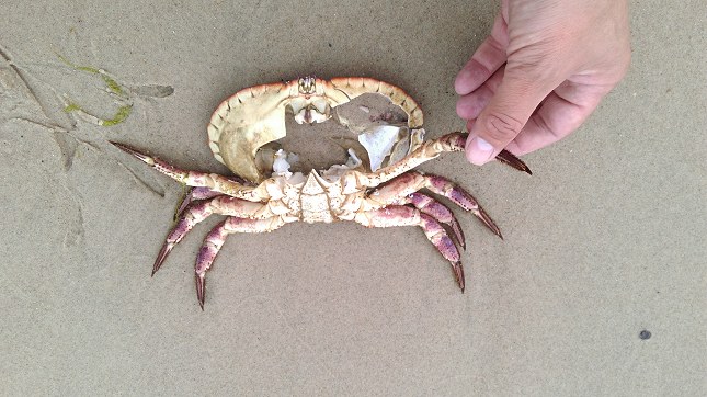 Opskyllet taskekrabbe. Begge krabbekløer er fjernet. Resten er smidt ud som affald og skyllet ind på stranden.