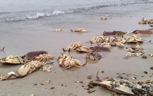 Hundreder af opskyllede taskekrabber.