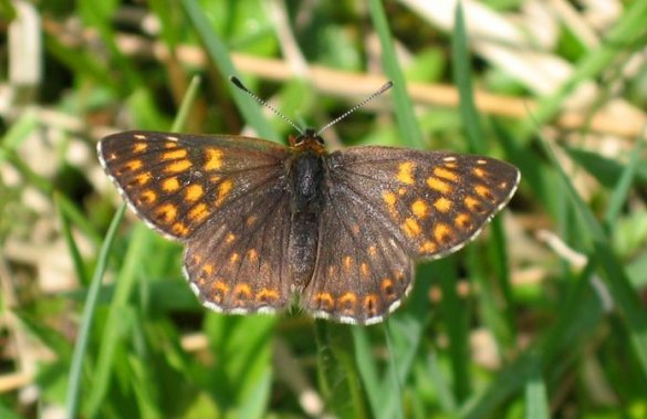 Terningsommerfugl (Hamearis lucina) er en af de arter, der er forsvundet fra Danmark. Foto: Harald Süpfle/Wikimedia.
