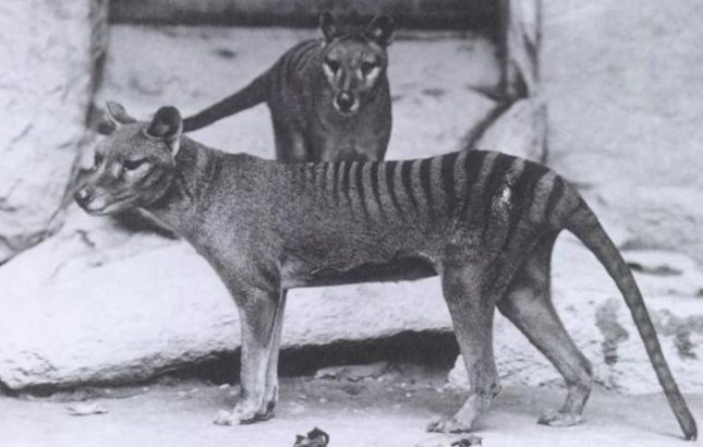 thylacine