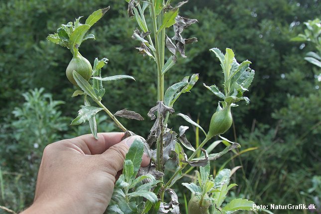 Disse store, knoldelignende vækster på tidslerne skyldes tidsel-båndfluen.