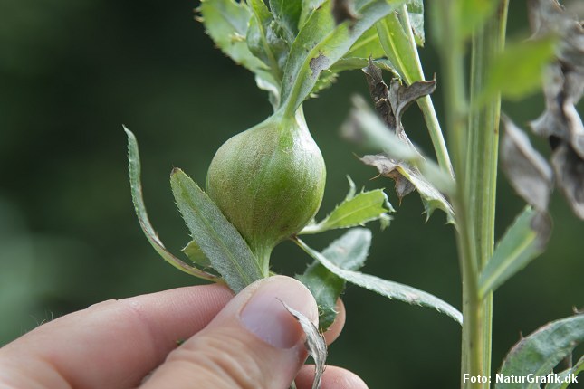 Hvad skyldes de store knolde på tidsler?