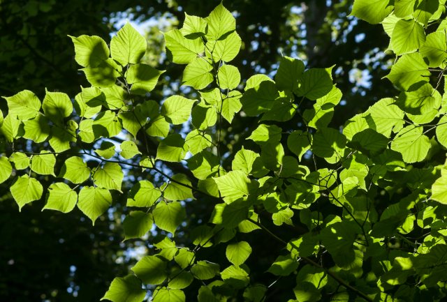 Nogle træarter serud til at kan få fordel af mindre stigninger i middeltemperaturen som f.eks. lind (foto). Foto: NaturGrafik.dk