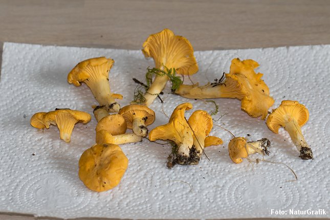 Kantareller kan fint tørres. Her almindelig kantarel. Tragt-kantareller er de bedst egnede til tørring.