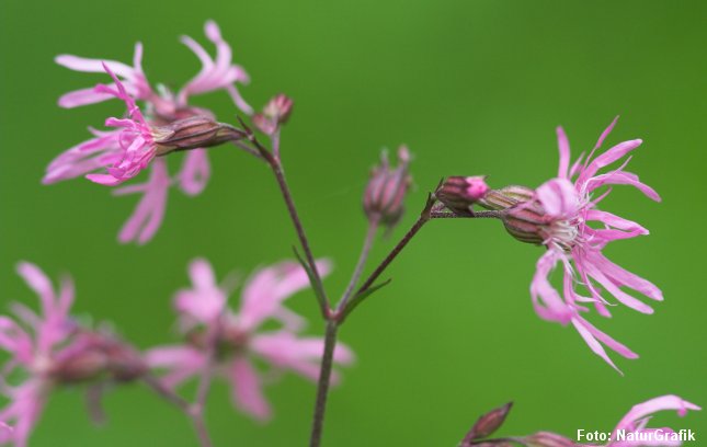 Blomsten virker lidt laset eller trævlet, deraf navnet trævlekrone.