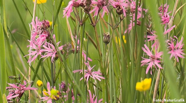 Artsnavnet flos-cuculi betyder "gøgens blomst".