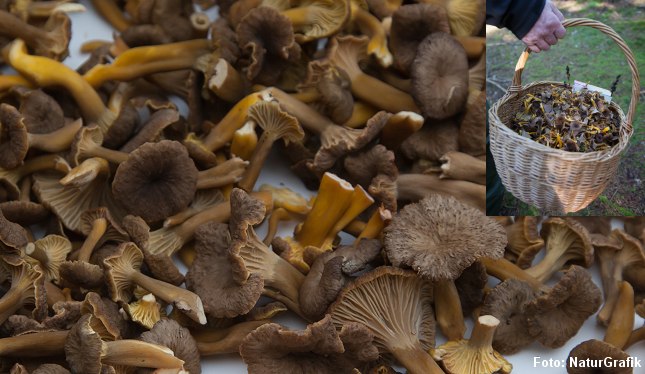 Tragtkantareller egner sig godt til tørring. I modsætning til almindelig kantarel kan tragtkantareller ofte findes i store mængder. 