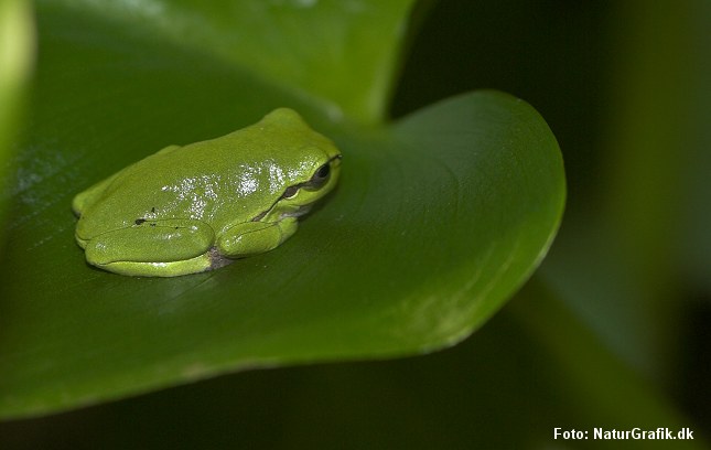 Løvfrøen er Danmarks mindste frø. Den måler blot 4 cm.