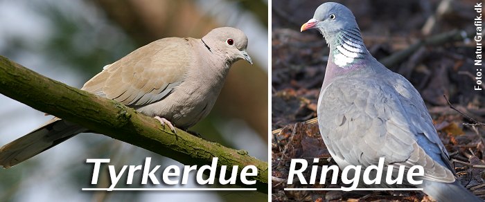Tyrkerdue og ringdue