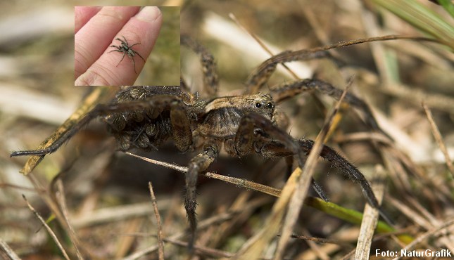 På lune forårsdage er ulveedderkopperne rigtig aktive. Disse edderkopper bruger ikke fangstnet, men jager deres bytte - ligesom ulve, deraf navnet.
