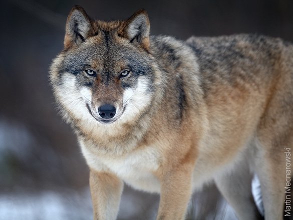 Vildtforvaltningsrådet er enige om en forvaltningsplan for ulve i Danmark. Foto: Martin Mecnarowski.