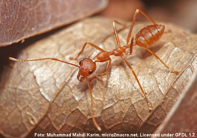 Vævermyren (Oecophylla smaragdina) er effektiv til at bekæmpe skadedyr i afgrøder. Foto: Muhammad Mahdi Karim, Wikimedia.