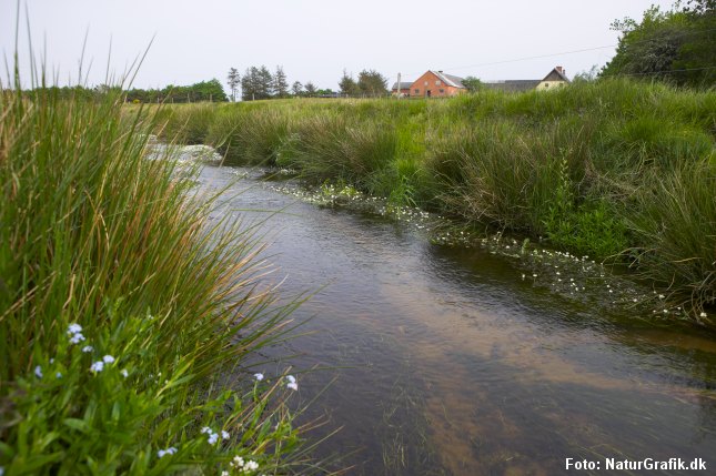 Landbruget ønsker en hårdere oprensning af vandløbene ved at fjerne vandplanter og sten i vandløbene, der bremser vandets hastighed.