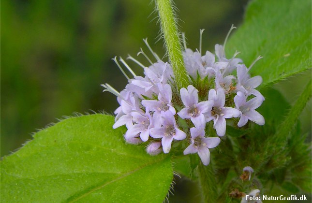 Vandmynte blomstrer sommeren igennem frem til september.
