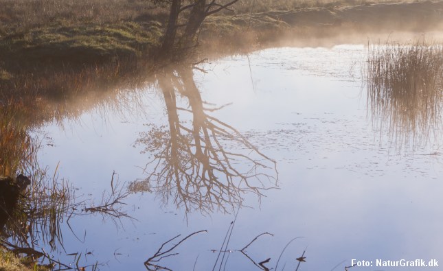 Den nye finanslov kan gå hårdt ud over Danmarks natur og vandmiljø.