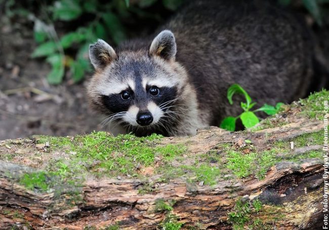 Vil vaskebjørnen blive en ny plage for dansk natur? - Naturmagasinet