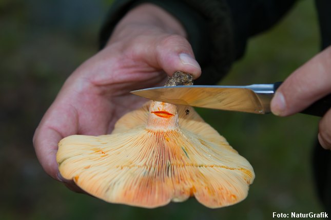Et lille snit afslører hurtigt den orangerøde mælkesaft og dermed at den er spiselig. 