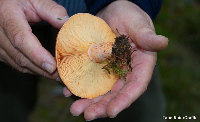Velsmagende mælkehat vokser ofte på sandet jord, gerne i kalkrige egne.