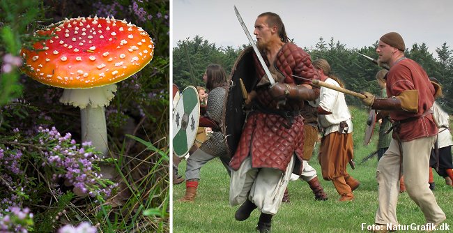 Det hævdes ofte at vikingerne spiste fluesvampe inden de skulle i kamp, men det vurderes i dag at være en skrøne.