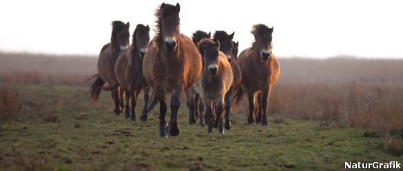I 2010 blev der udsat semi-vilde exmoor heste på den største af øerne i Kalvholm. Hestene blev hentet fra Langeland - og har siden levet året rundt i Skjern Å deltaet.