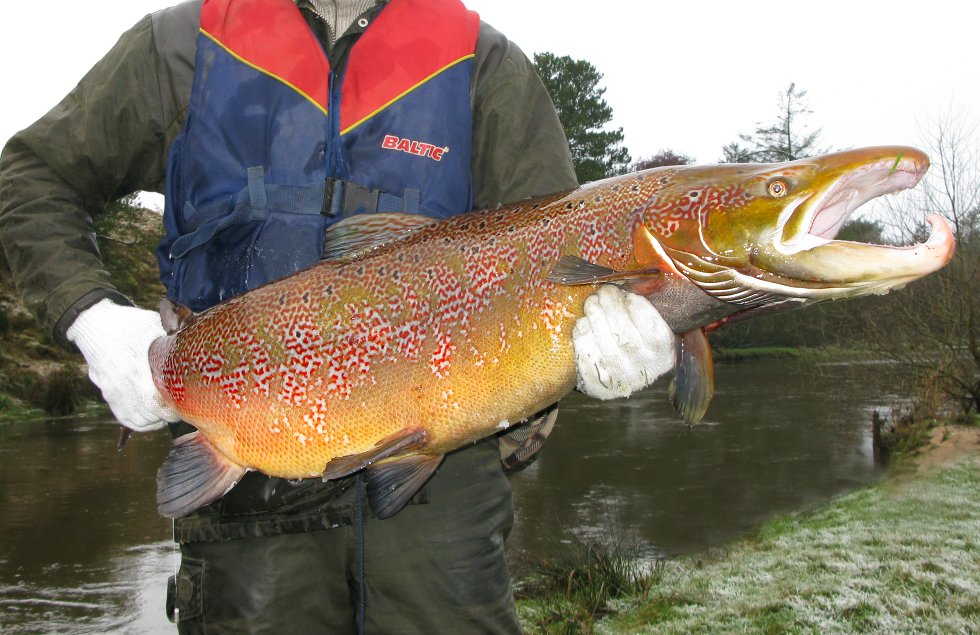 En kæmpe han-laks fra Skjern Å. Denne laks er fanget ved el-fiskeri i forbindelse med fiskeundersøgelser - og sættes tilbage i åen igen. Efter ynglestrabadserne dør mange af laksene.