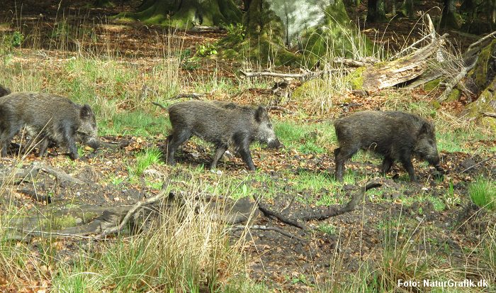 vildsvin