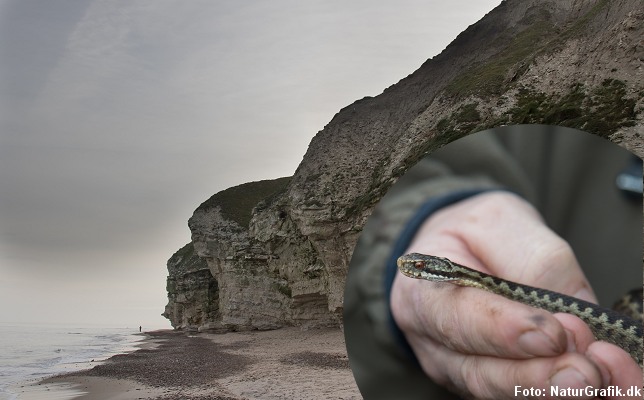 vinterhugorm. Denne hugorm blev fundet i december.