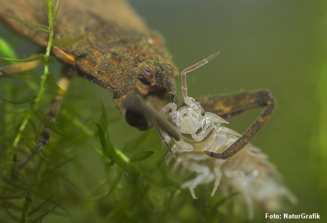 En vel kamufleret skorpionstæge har grebet en vandbænkebider.