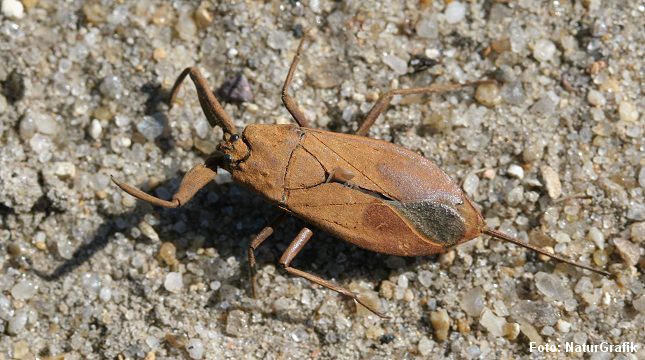 Skorpionstægen kan overfladisk minde lidt om en skorpion. deraf navnet.