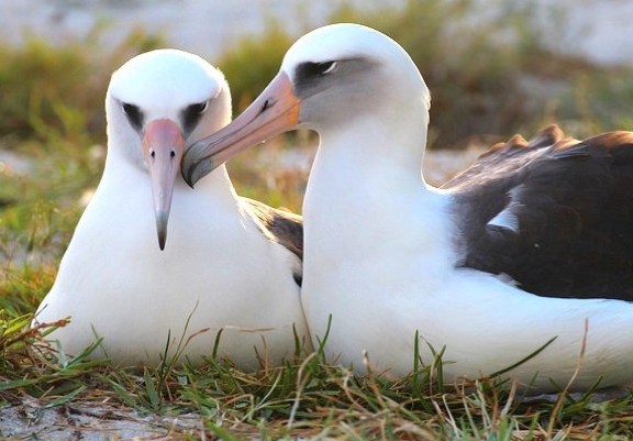 Wisdom med hendes mage. Foto: © Dan Clark/USFWS.