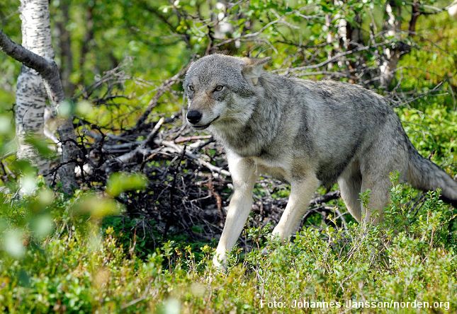 Et påstået ulveangreb på en mor med barnevogn viste sig heldigvis at være overdrevet. Tragisk nok blev familiens hund angrebet. Johannes Jansson/norden.org